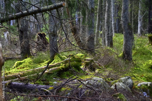 Bialowieski Park Narodowy, Puszcza Bialowieska, Park wpisany na liste Swiatowego Dziedzictwa UNESCO, swiatowy rezerwat biosfery, rezerwat w Polsce, najstarszy park narodowy  photo