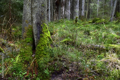 Bialowieski Park Narodowy, Puszcza Bialowieska, Park wpisany na liste Swiatowego Dziedzictwa UNESCO, swiatowy rezerwat biosfery, rezerwat w Polsce, najstarszy park narodowy  photo