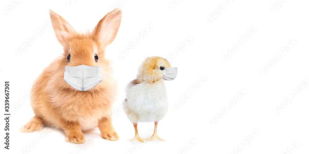 Easter Bunny and chicken wearing face masks . Easter greeting card. Coronavirus alert for 2020.