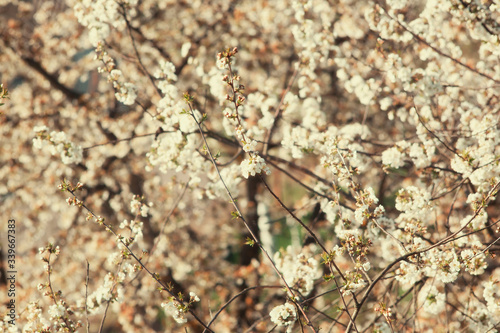 Sakura blossom in spring on a sunny day