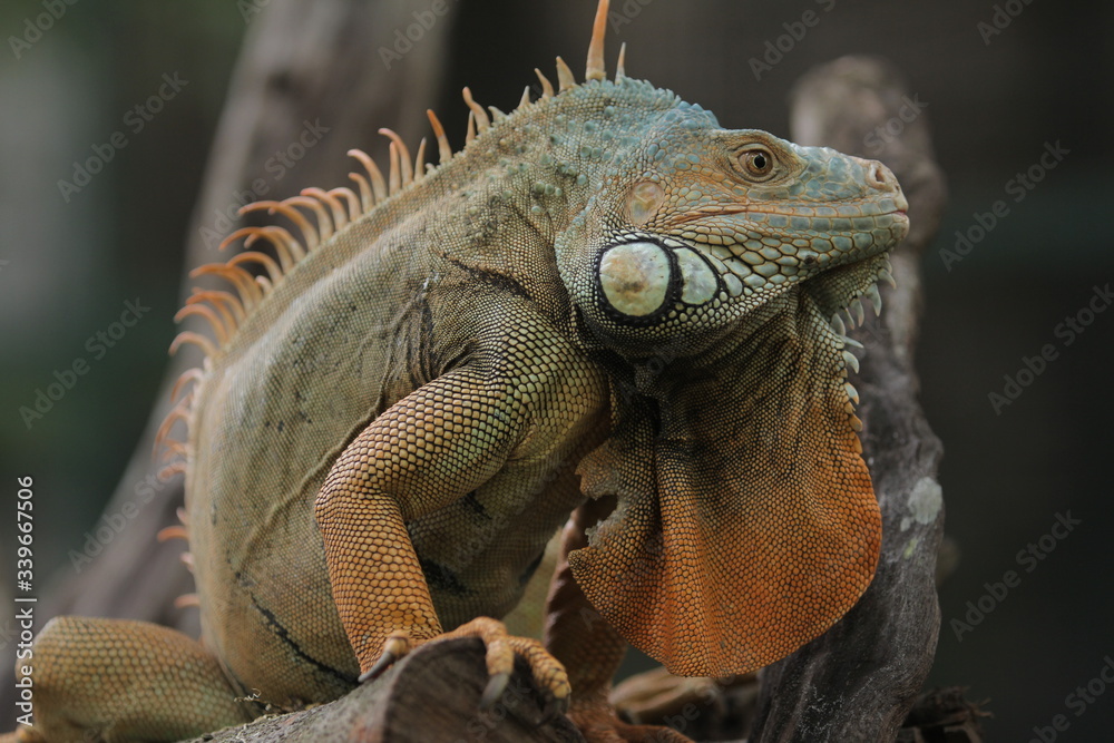 Fototapeta premium Iguana is a genus of herbivorous lizards that are native to tropical areas of Mexico, Central America, South America, and the Caribbean. 