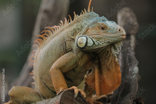 Iguana is a genus of herbivorous lizards that are native to tropical areas of Mexico, Central America, South America, and the Caribbean. 