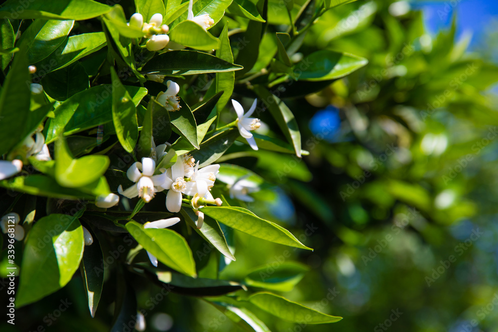 Beautiful orange blossoms and flowers at orange tree in sunny day at summer season