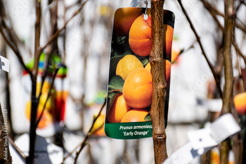 Tag label of Armenian plum tree in garden shop.