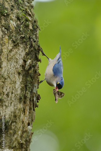 Velvet fronted nuthatch with kill 