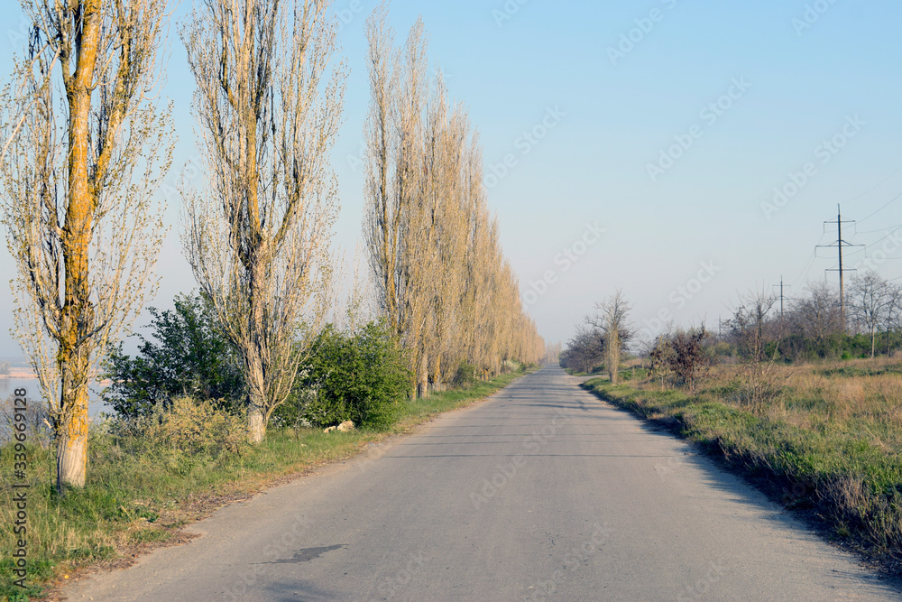 Asphalt road, roadside, path, distance. Tall trees by the road.