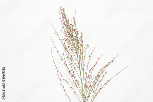 Plant branch with flowers on the white background.