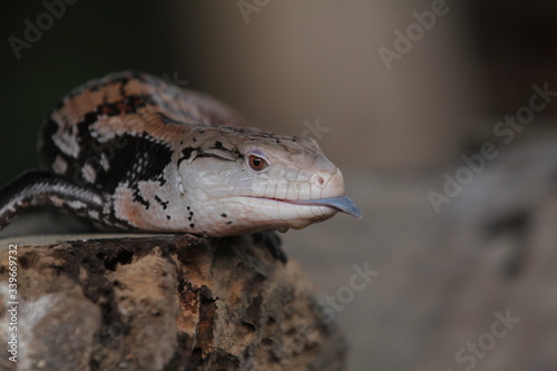 They are commonly called blue-tongued lizards or simply blue-tongues  in Australia.
