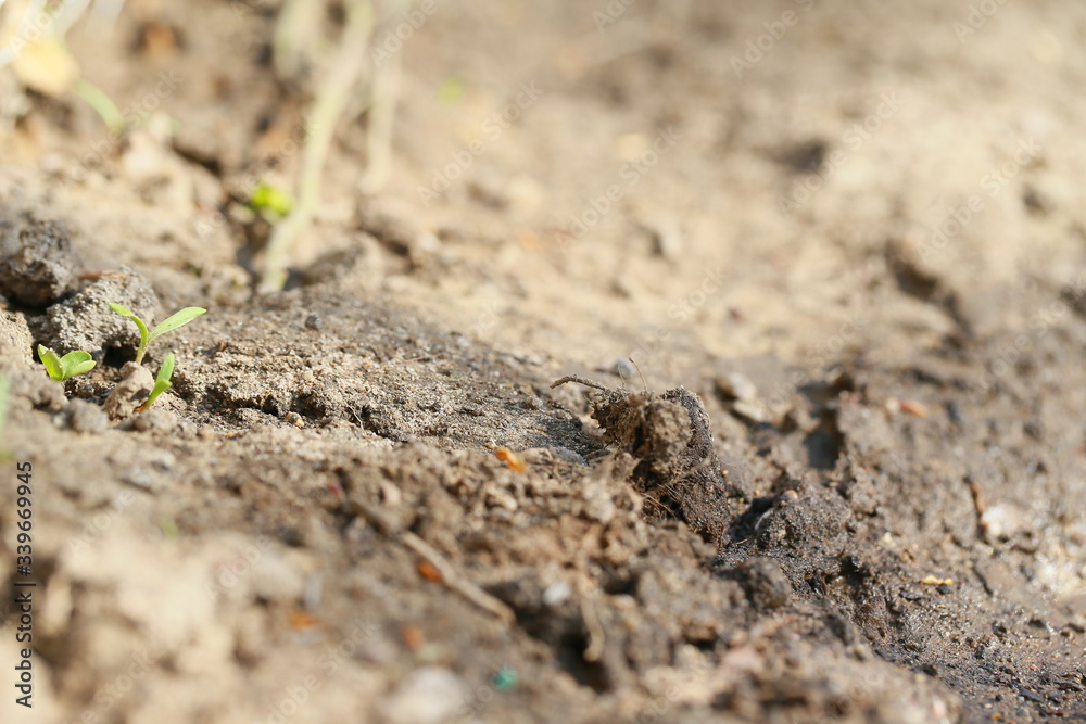 Pflanzen spriessen im Frühling Pflanzen spriessen im Frühling