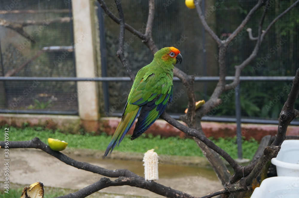 Standard red and green parrot in Zoo.