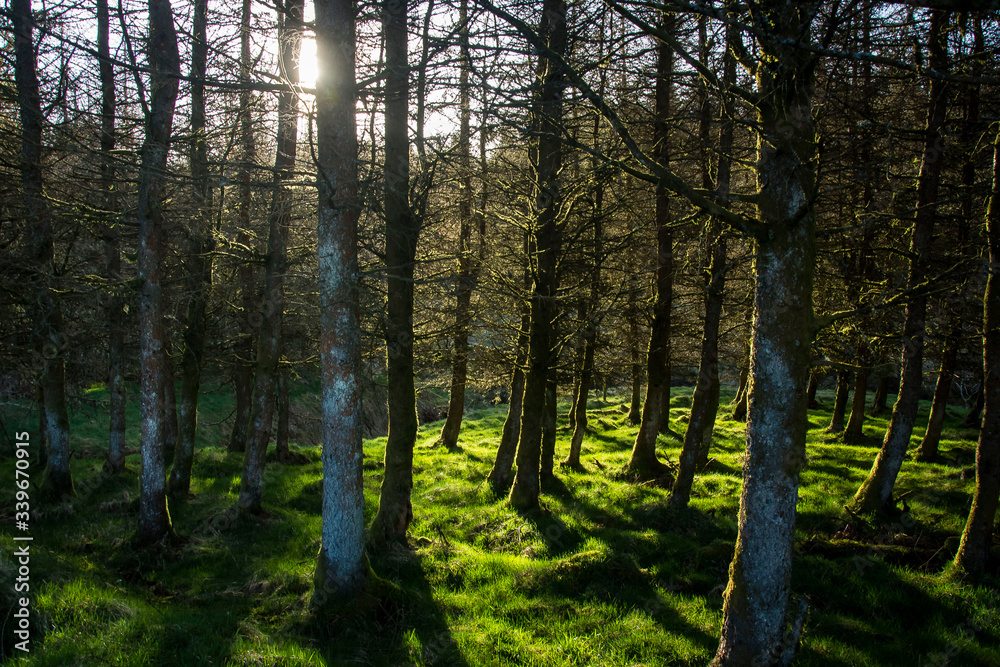 Sunset in forest