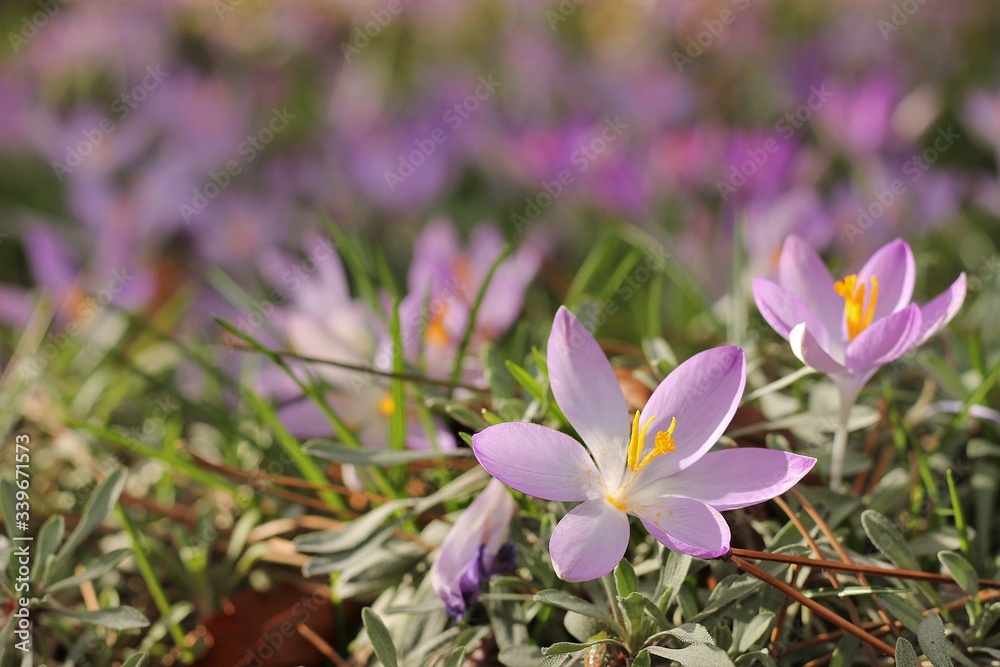 Fototapeta premium Fioletowe krokusy
