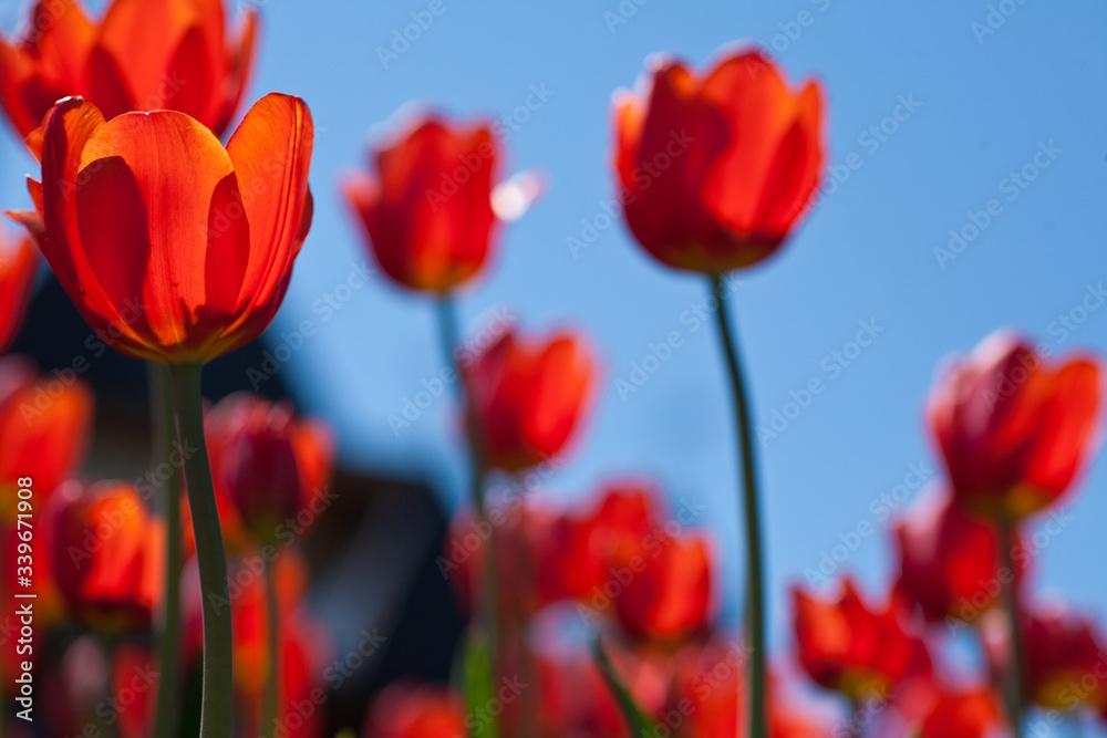 Fototapeta premium bright red tulips on a background of blue sky