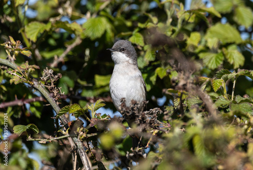 Lesser whitethroat
Curruca zarcerilla