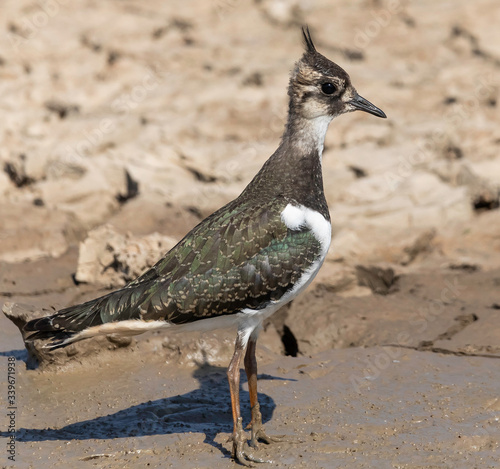 Lapwing