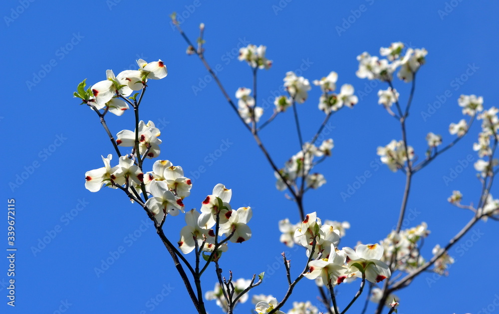 Blumenhartriegelzweige vor blauem Himmel Blumenhartriegelzweige vor blauem Himmel
