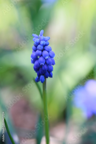 Blumengarten zu Ostern