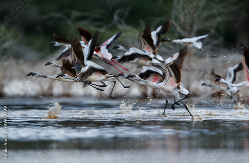 Lesser Flamingos taking flight at Lake Bogoria