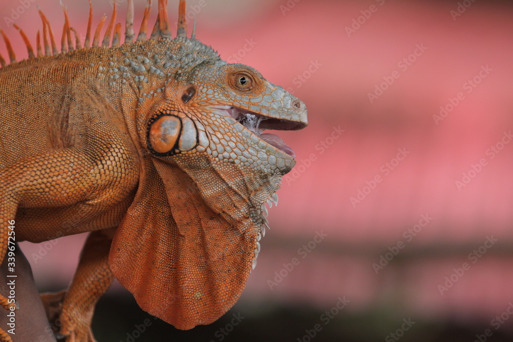 Fototapeta premium Iguana is a genus of herbivorous lizards that are native to tropical areas of Mexico, Central America, South America, and the Caribbean. 
