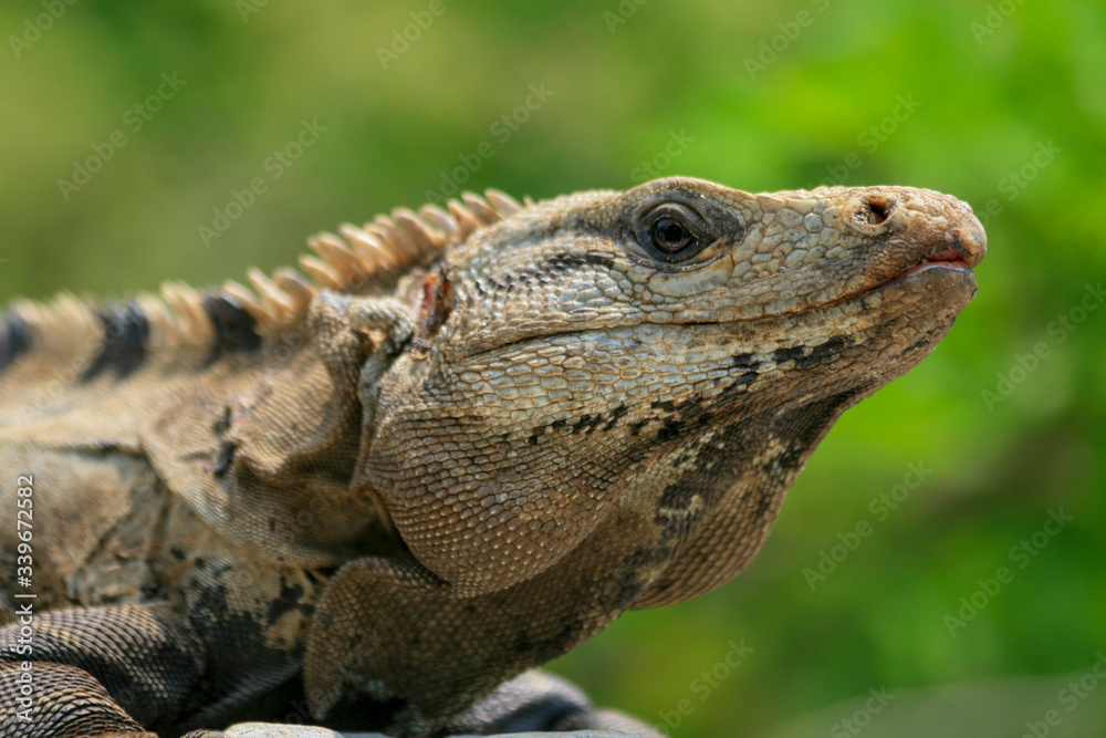 Fototapeta premium Close-up head portrait of an iguana