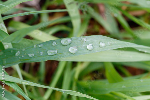 Water Drops on Green Leaf Close Up photo