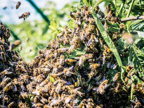 Honey Bees swarm at summer in the garden