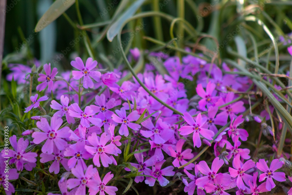 Beautiful purple flowers background,macro picture Beautiful purple flowers background,macro picture