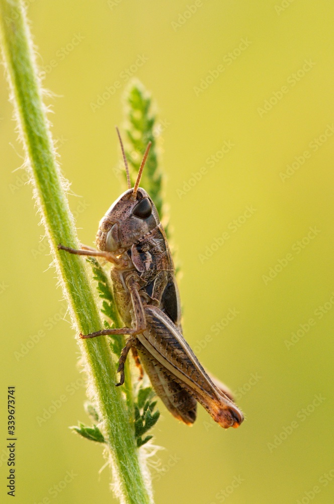 insects on the grass, grasshopper in the grass insects on the grass, grasshopper in the grass