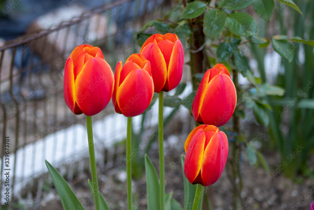 Beautiful spring red tulip flowers background Beautiful spring red tulip flowers background
