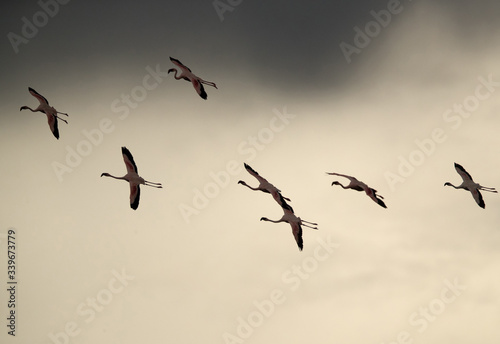 Bild auf Leinwand Lesser Flamingos landing at Bogoria lake