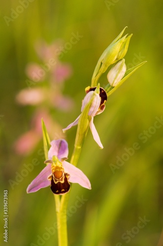 ophrys apifera, beauty of spring meadow, blooming meadow, protected flower
