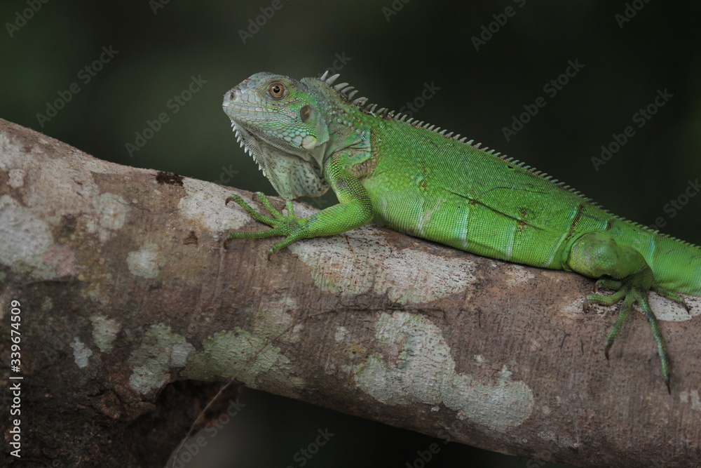 Iguana is a genus of herbivorous lizards that are native to tropical areas of Mexico, Central America, South America, and the Caribbean. Iguana is a genus of herbivorous lizards that are native to tropical areas of Mexico, Central America, South America, and the Caribbean.