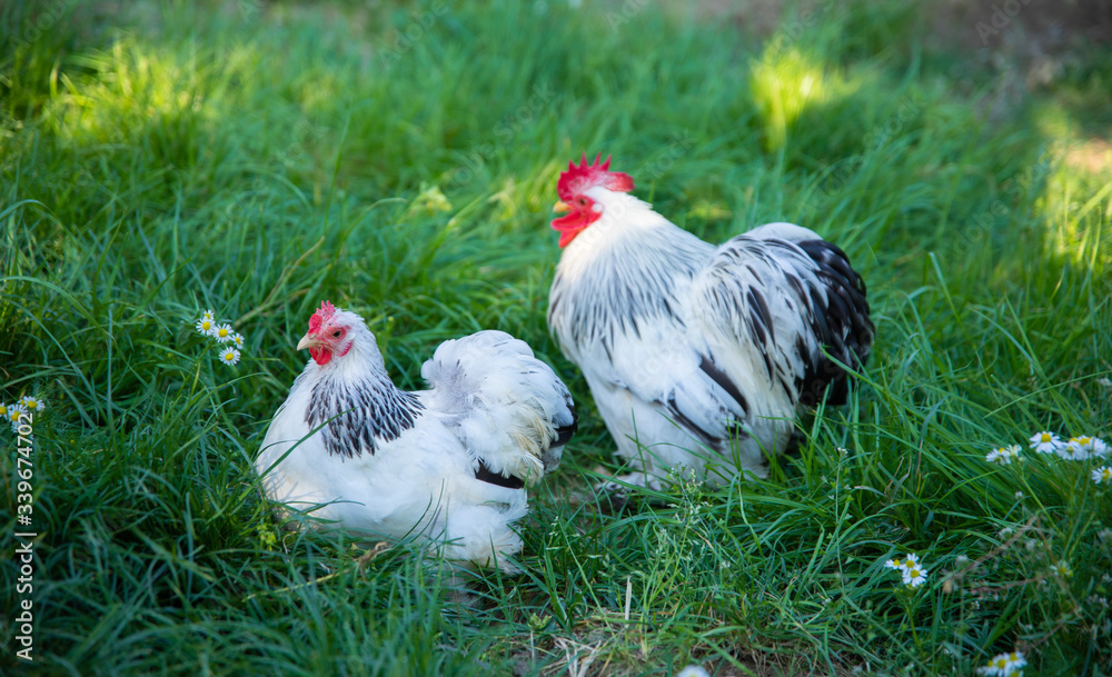 Fototapeta premium White free range Chicken and Rooster grazing on the grass in the chicken farm. 