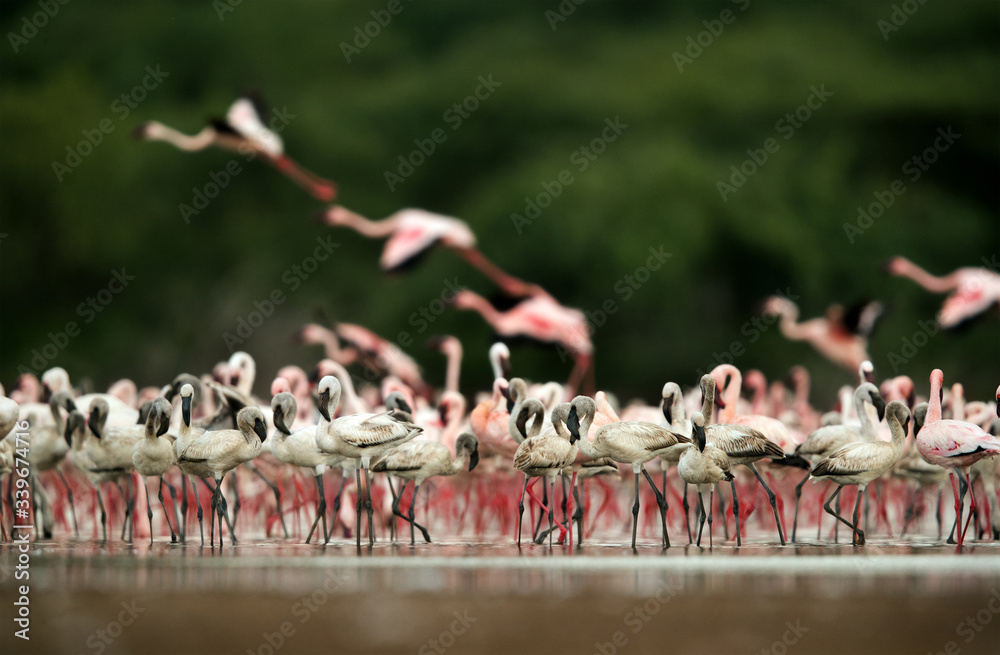 Naklejka premium Lesser Flamingos flamingos at Bogoria lake, an eye level shot