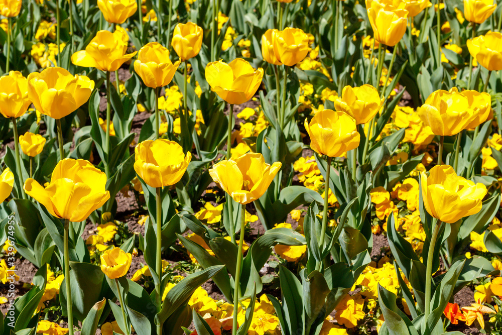 Yellow Tulips in Spring Blossom Yellow Tulips in Spring Blossom