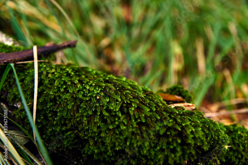 Fotografia old branch densely covered with green moss