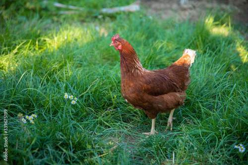 Brown free range egg Chicken grazing on the grass in the chicken farm. 