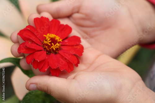 butterfly flowers narural beauty