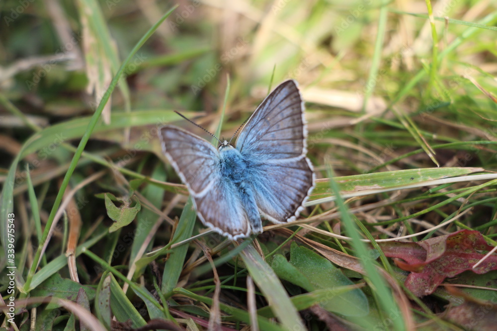 butterfly flowers narural beauty butterfly flowers narural beauty