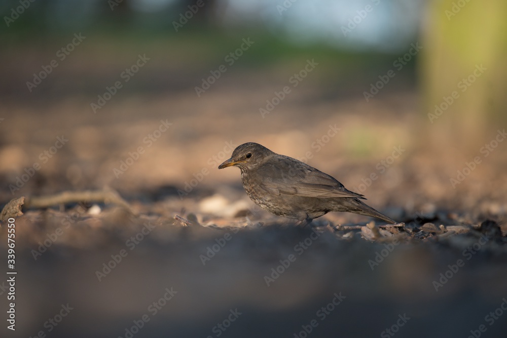 Fototapeta premium Blackbird