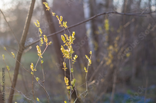 Rays of light in the spring forest and the first green leaves on the branches.