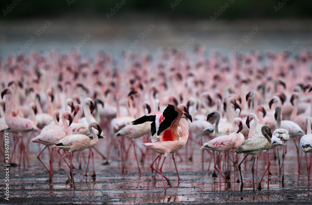 Fototapeta premium Lesser Flamingos at Bogoria lake, kenya