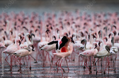 Beautiful Lesser Flamingos, lake Bogoria
