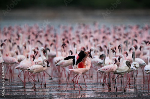 Lesser Flamingos at Bogoria lake, kenya