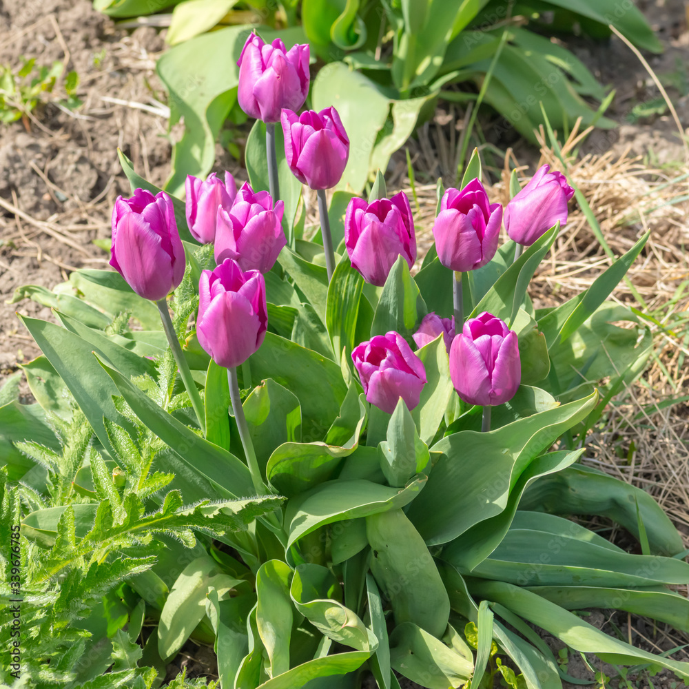 pink tulips in the garden pink tulips in the garden