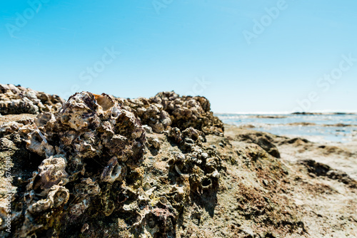 Blue Holes Beach, Kalbarri National Park, Western Australia. Close up of coastal limestone coral reef and shells photo