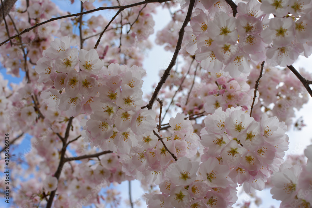 Closeup of a pink cherry blossom in Washington DC. Closeup of a pink cherry blossom in Washington DC.