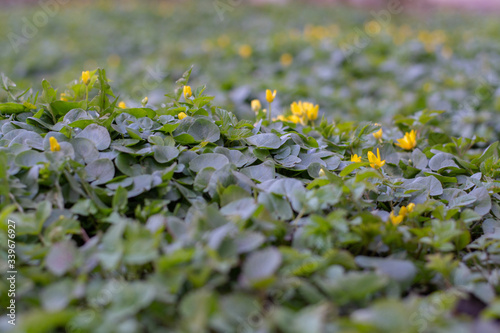 Spring flowers are yellow. The first flowers in the spring. Background of green grass