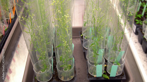 Thale cress and mouse-ear cress or Arabidopsis thaliana experimental is an important model laboratory organism plant genetics molecular biology science, phytotron cultivation growth, nutrient box photo