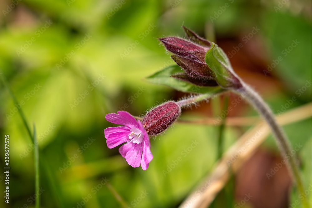 Close up of Red Campion hedgerow flower and stem Close up of Red Campion hedgerow flower and stem